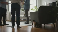 Varför gömmer sig min katt alltid när det kommer gäster?