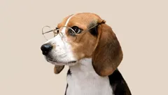 Vad tänker min hund på? Forskning visar hur komplexa dess känslor och hjärna är