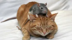 Varför är råttor inte rädda för katter?