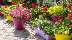 Tips för krukodling: Förvandla din balkong till en grön oas